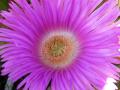Foto de  alegria - Galería: NATURALEZA,  flora  y  fauna - Fotografía: la flor de mi capricho