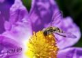 Foto de  XCMfoto - Galería: FLORES-MACRO - Fotografía: Hymenoptera sobre Cistus Albidus