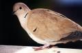 Foto de  A_bareti - Galería: Fotos 2 - Fotografía: pigeon