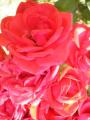 Foto de  ana notpink - Galería: Flores - Fotografía: Rosas