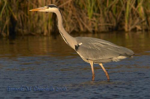 Fotografia de Gerardo M.Chinchilla - Galeria Fotografica: Naturaleza y fauna - Foto: Garza Real