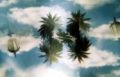 Foto de  m.eugenia.q - Galería: split - Fotografía: paisaje con palmeras