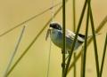 Foto de  avesnatureza - Galería: aves e natureza - Fotografía: toutinegra dos valados