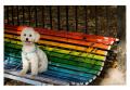 Foto de  Cristian Garca - Galería: Colores - Fotografía: perro en banca rastafari
