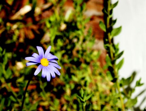 Fotografia de Guadalupe Vela - Galeria Fotografica: Flores - Fauna - Naturaleza - Foto: 