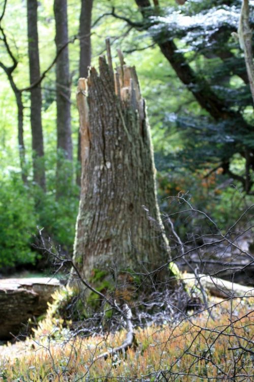 Fotografia de montsant - Galeria Fotografica: viage a la Patagonia - Foto: En le parque nacional de Tierra de Fuego