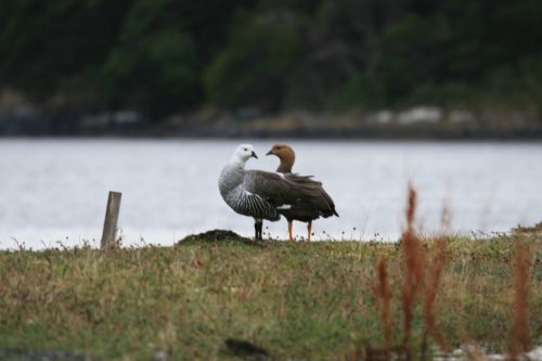 Fotografia de montsant - Galeria Fotografica: viage a la Patagonia - Foto: Cauquenes en una isla 