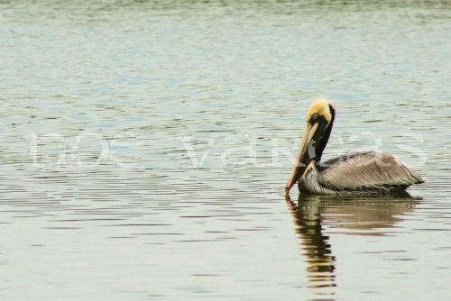 Fotografia de No Vargas - Galeria Fotografica: Naturaleza y vida salvaje - Foto: 