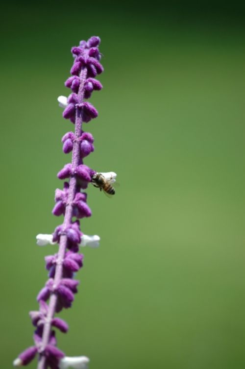 Fotografia de YDS Fotografa - Galeria Fotografica: Naturaleza - Foto: 