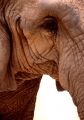 Foto de  Jordi Mateu - Galería: ELEFANTES AFRICANOS - Fotografía: Elefante Africano 1