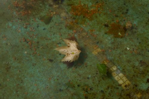 Fotografia de narigan - Galeria Fotografica: naturaleza muerta - Foto: Hoja flotando