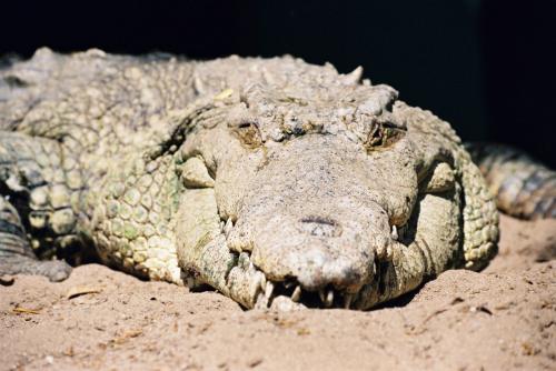 Fotografia de LUIS GERSY GONZALES - Galeria Fotografica: AQUELLOS QUE NO TIENEN VOZ - Foto: COCODRILO DE TUMBES