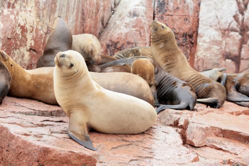 Fotografia de LUIS GERSY GONZALES - Galeria Fotografica: AQUELLOS QUE NO TIENEN VOZ II - Foto: RESERVA DE PARACAS