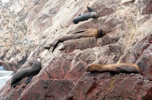 Fotografia de LUIS GERSY GONZALES - Galeria Fotografica: AQUELLOS QUE NO TIENEN VOZ III - Foto: LOBOS DE MAR