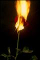 Fotos de Pedro Alcantar -  Foto: El Amor quema - Amor a fuego lento