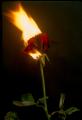 Fotos de Pedro Alcantar -  Foto: El Amor quema - Amor a fuego vivo