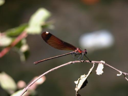 Fotografia de SIRIO - Galeria Fotografica: UN PARAISO NATURAL TRAS MI CASA - Foto: LIBERULA. Rio Majaceita. Benamahoma (Cdiz)