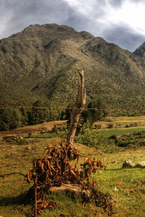 Fotografia de daniel amadeo rodriguez - Galeria Fotografica: Un paseo por el pramo andino - Foto: 