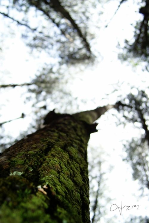 Fotografia de daniel amadeo rodriguez - Galeria Fotografica: Un paseo por el pramo andino - Foto: 