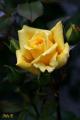 Foto de  Pili - Galería: Flores - Fotografía: Flor amarilla
