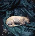 Foto de  Aguinaco Stock - Galería: Rolleiflex 2.8F - Fotografía: Siesta canina