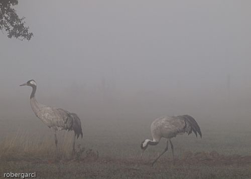 Fotografia de robergarci - Galeria Fotografica: robergarci - Foto: Grullas en la niebla