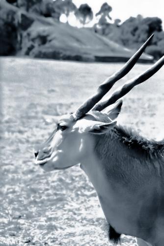 Fotografia de digitalhambra - Galeria Fotografica: Animales B/W - Foto: Antilope en guardia.
