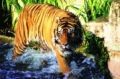 Fotos de Jordi Mateu -  Foto: Tigre de Sumatra (Panthera tigris sumatrae) - Tigre de Sumatra 9