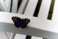 Foto de  Joe Alans - Galería: Portfolio - Fotografía: Purple Butterfly