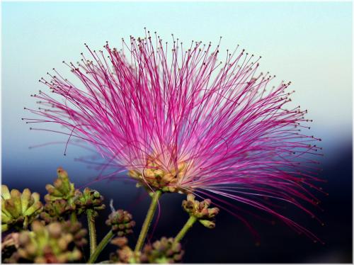 Fotografia de diegodi - Galeria Fotografica: Flores y plantas - Foto: Una extraa flor....
