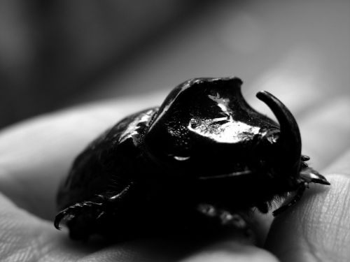 Fotografia de Zayari - Galeria Fotografica: black and white - Foto: scarabajo