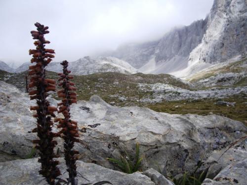 Fotografia de willchebat - Galeria Fotografica: Cantabria - Foto: Picos de Europa