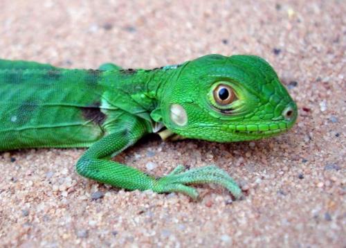 Fotografia de sersos - Galeria Fotografica: Colorfull-Colorless - Foto: Iguana adolescente