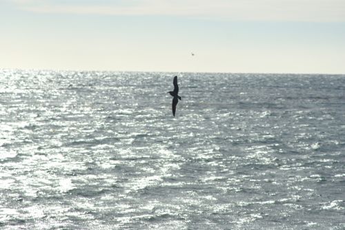 Fotografia de FerB - Galeria Fotografica: Volando 2Baja Sur - Foto: 