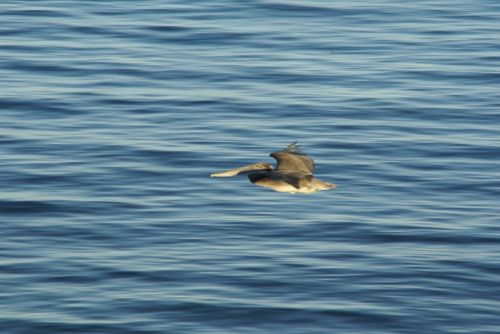 Fotografia de FerB - Galeria Fotografica: Volando 2Baja Sur - Foto: 