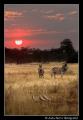 Fotos de Aida Servi -  Foto: FRICA SALVAJE - Puesta de sol en Botswana