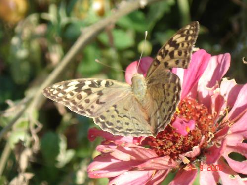 Fotografia de rafasclub - Galeria Fotografica: Belleza natural - Foto: Mariposa tomando el Sol