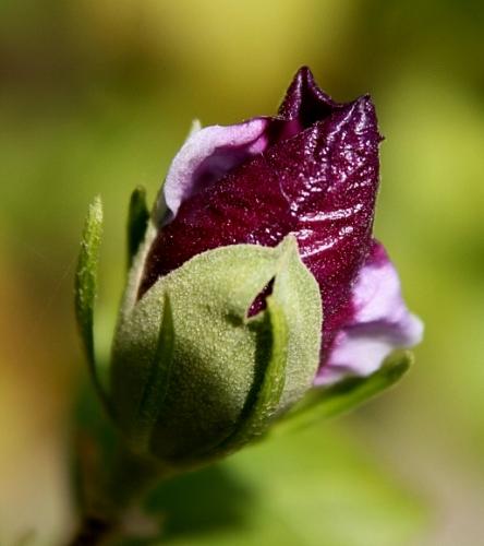 Fotografia de LLUIS - Galeria Fotografica: CIUDADES - Foto: NATURA								