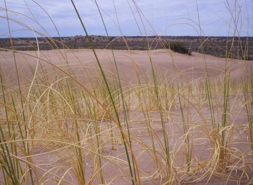 Fotografia de Sergio - Galeria Fotografica: Desierto Lavallino - Mendoza - Argentina - Foto: paisaje 1