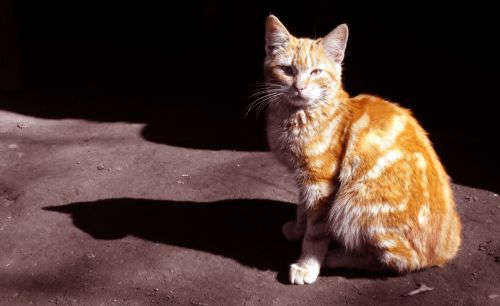 Fotografia de Rebe - Galeria Fotografica: Varias - Foto: El gato y su sombra