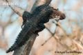 Foto de  Arturo Carrillo Reyes - Galería: Especie en peligro de extincin, Iguana cola espinosa - Fotografía: 