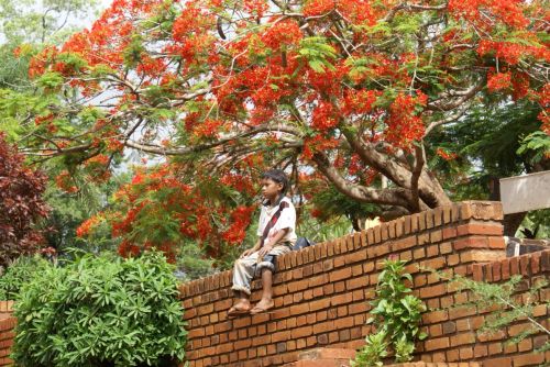 Fotografia de Sarco - Galeria Fotografica: Iguaz Falls - Foto: 