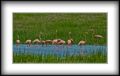 Foto de  Zullian - Galería: Flamingos - Fotografía: Familia de Flamingos