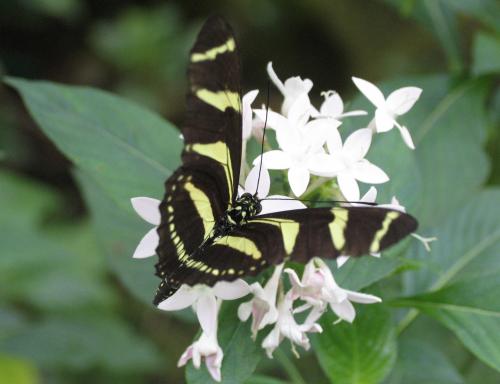 Fotografia de LICINIOCALVO - Galeria Fotografica: MARIPOSAS - Foto: 