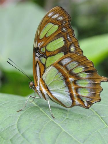 Fotografia de LICINIOCALVO - Galeria Fotografica: MARIPOSAS - Foto: 