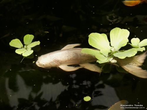 Fotografia de Black Label Design - Galeria Fotografica: Naturaleza - Foto: Como pez en el agua...