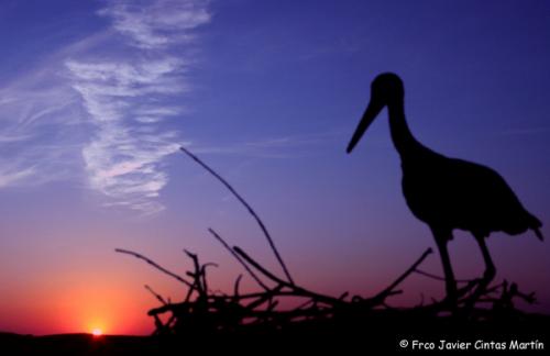 Fotografia de Sin Nombre - Galeria Fotografica: Pasin por la naturaleza - Foto: Silueta