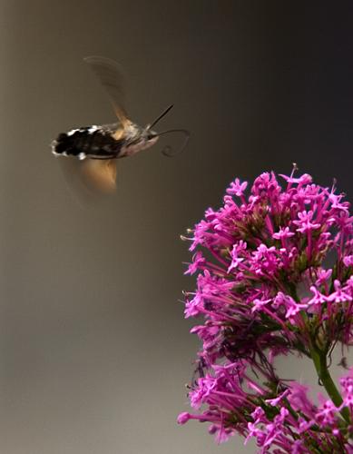 Fotografia de Sin Nombre - Galeria Fotografica: animales - Foto: 