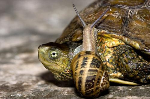 Fotografia de Sin Nombre - Galeria Fotografica: animales - Foto: 