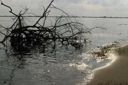 Fotografia de Juanjo - Galeria Fotografica: Delta del Ebro - Foto: Ramas secas en la orilla